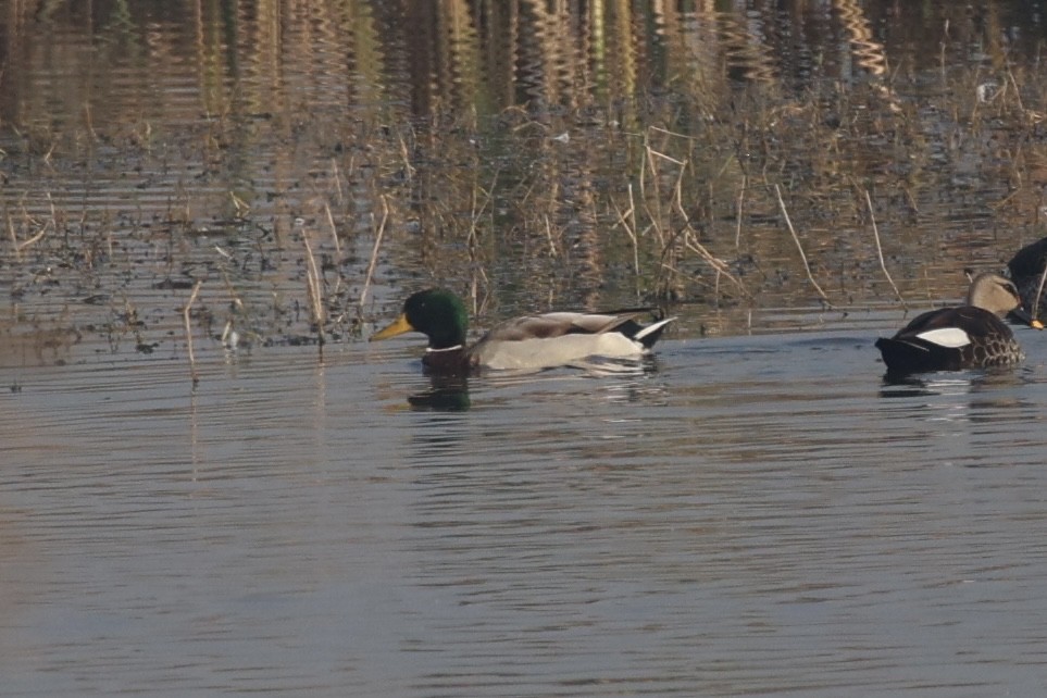 Basahatea - ML646740042