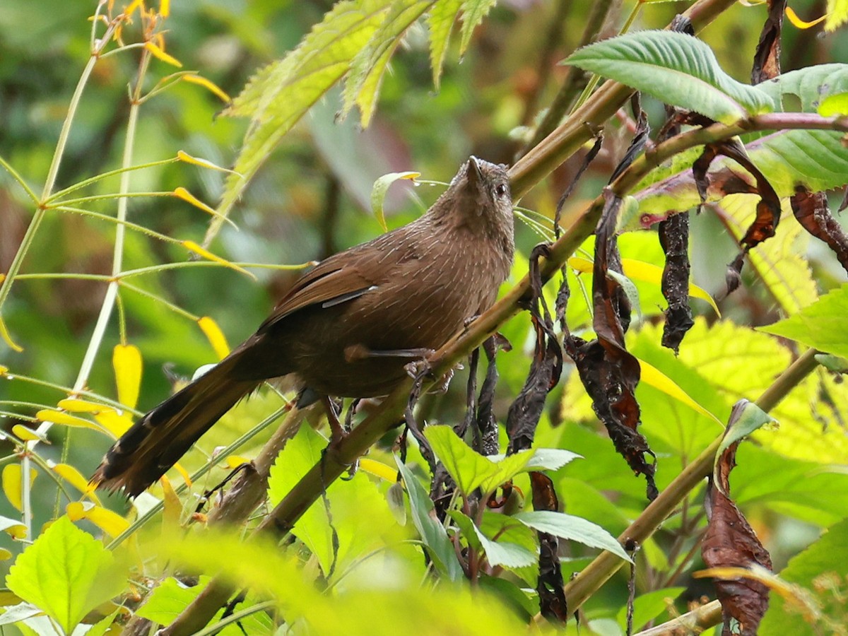 bhutanlattertrost - ML646740048