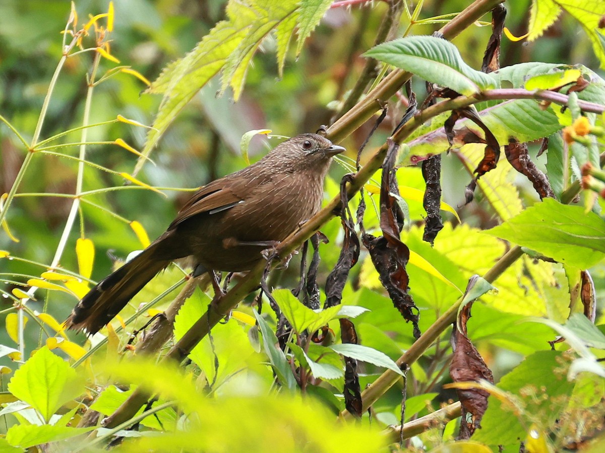 bhutanlattertrost - ML646740049