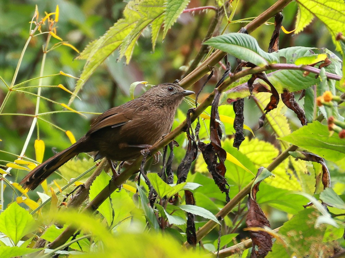 bhutanlattertrost - ML646740050