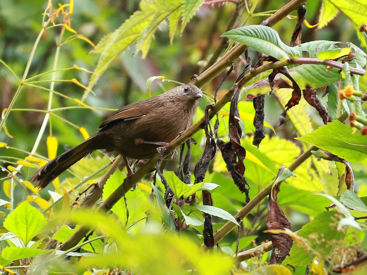 bhutanlattertrost - ML646740051