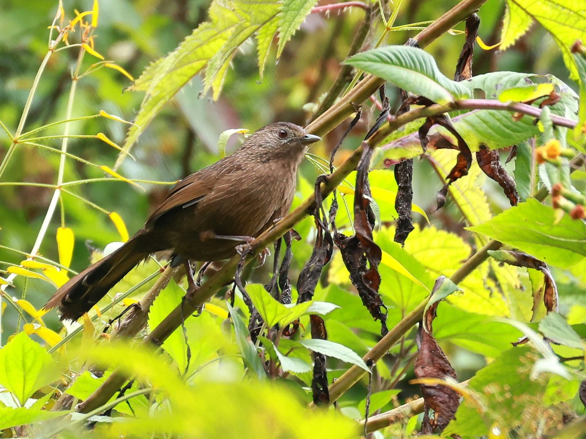 bhutanlattertrost - ML646740052