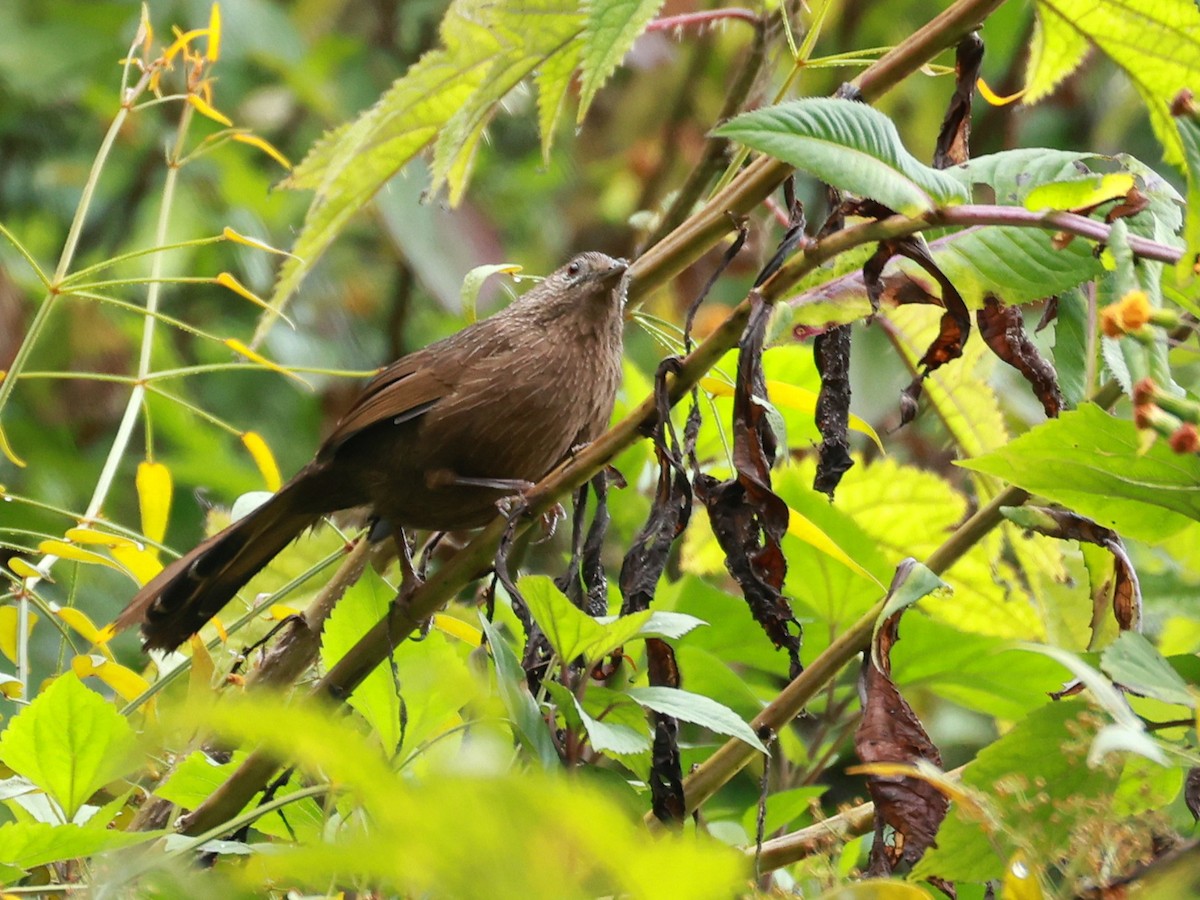 bhutanlattertrost - ML646740053