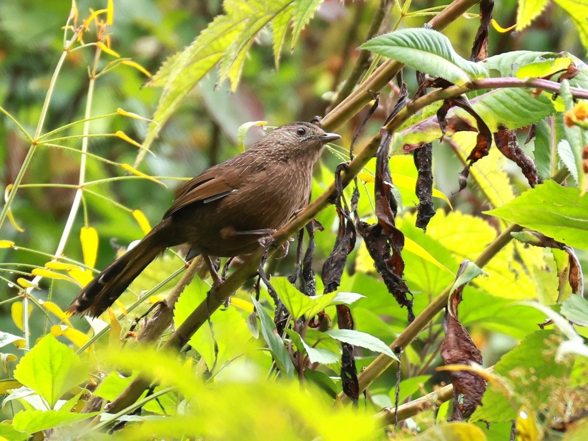 bhutanlattertrost - ML646740054