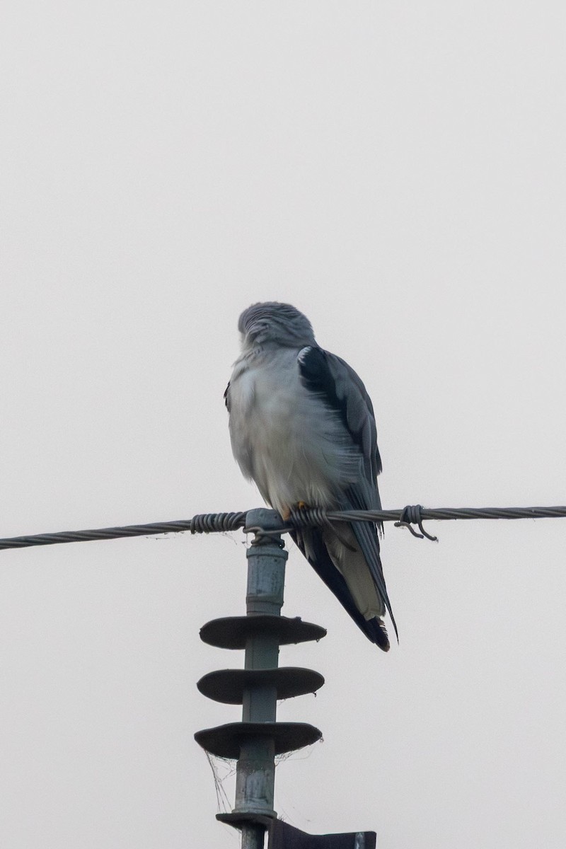 Black-winged Kite - ML646740063