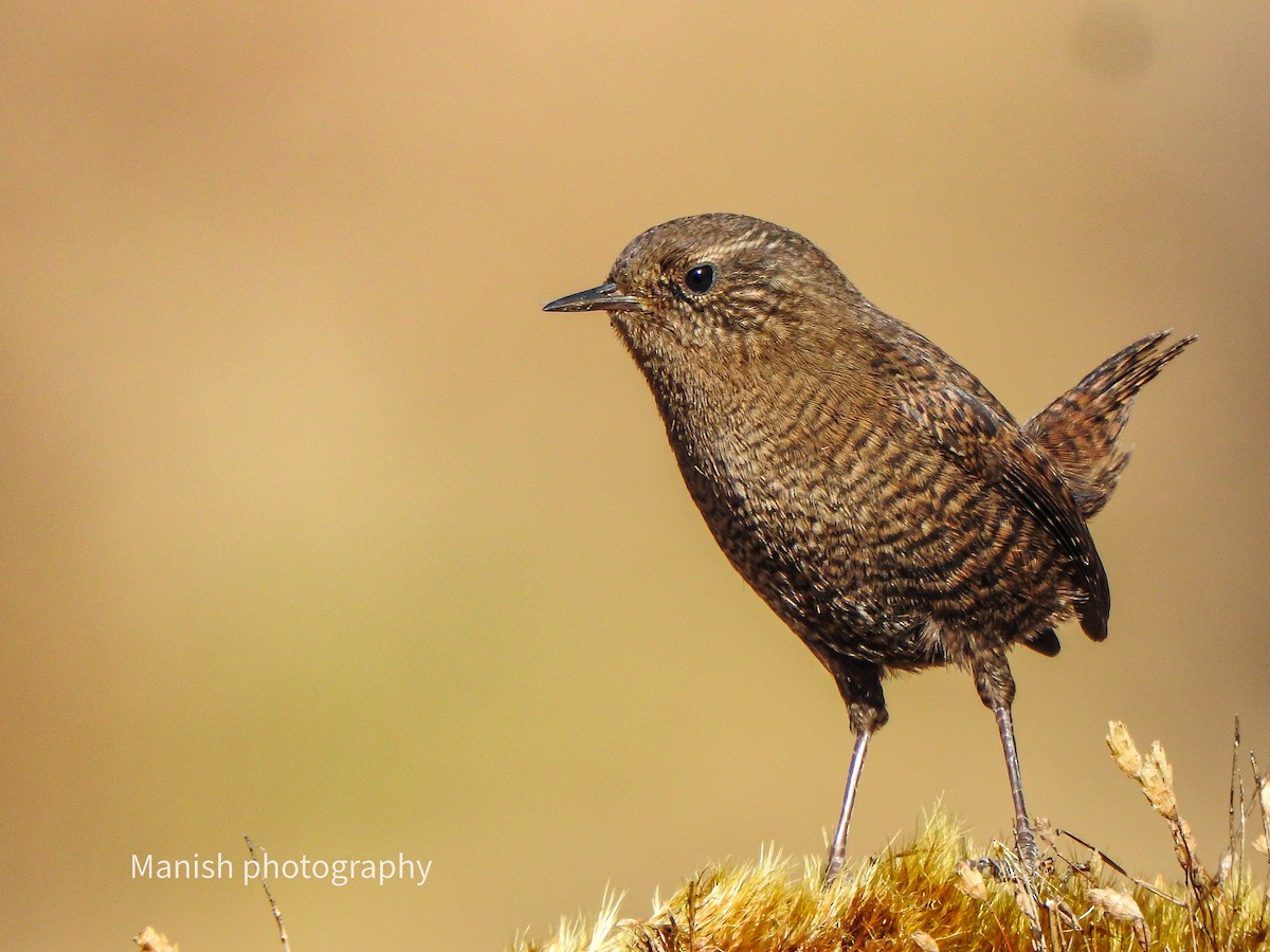 Çıtkuşu - ML646740072