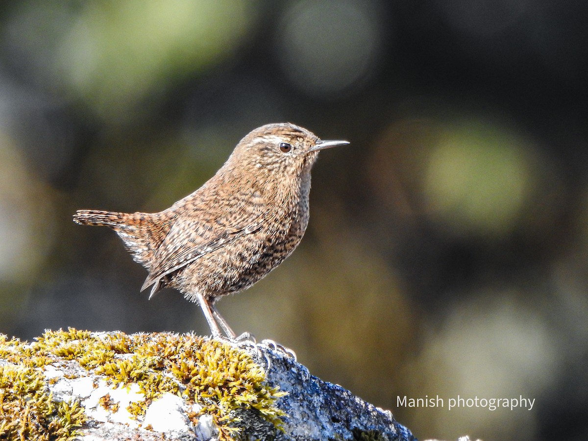 Çıtkuşu - ML646740073