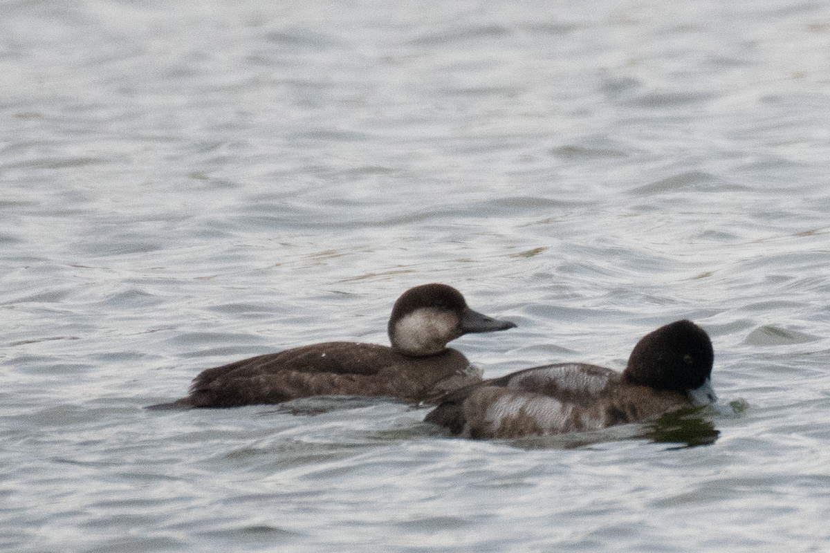 amerikasvartand - ML646740075