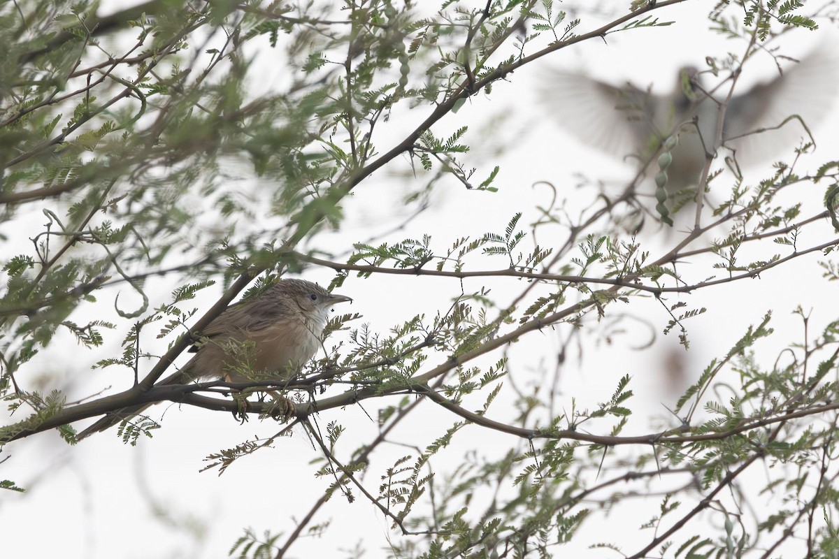 Common Babbler - ML646740080