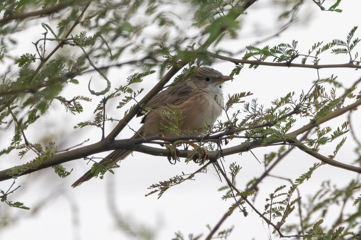 Common Babbler - ML646740081
