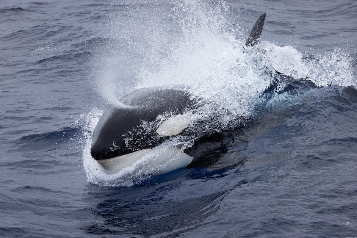 katil balina - ML646740082