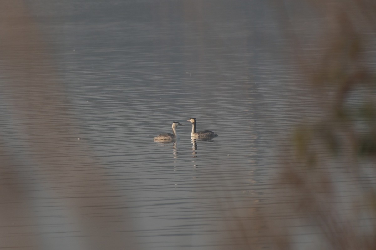 Murgil mottoduna - ML646740085