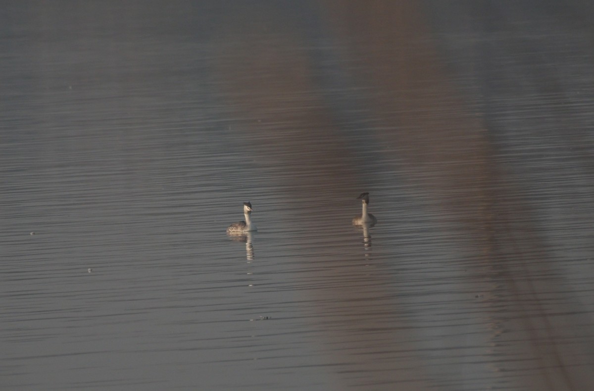 Murgil mottoduna - ML646740086