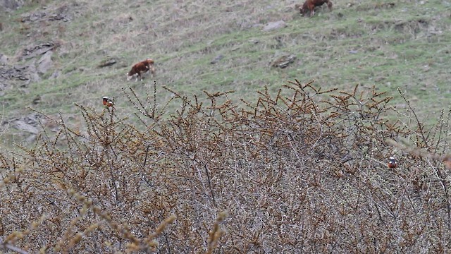 White-winged Redstart - ML646740090