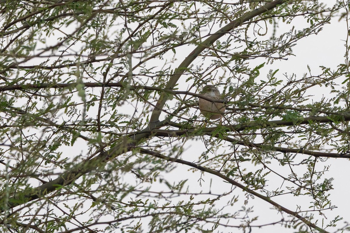 Common Babbler - ML646740091