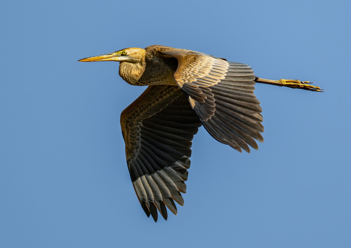 אנפה ארגמנית (אירואסייתית) - ML646740093