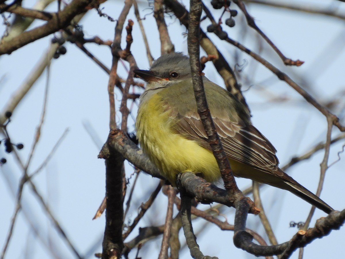 Western Kingbird - ML646740095