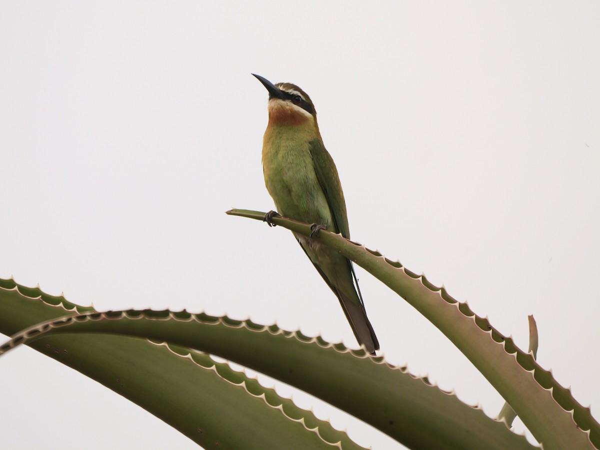 olivenbieter - ML646740096