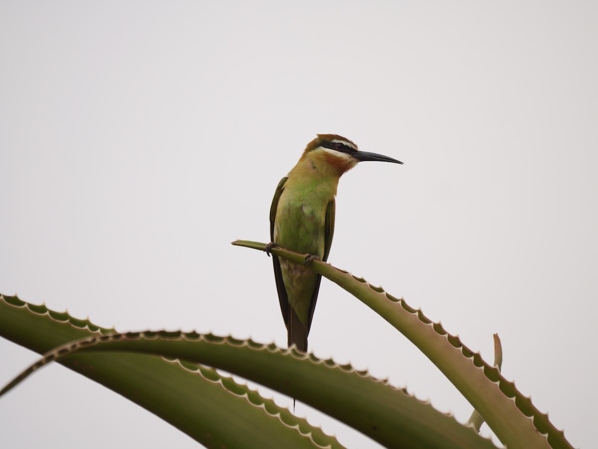 olivenbieter - ML646740097