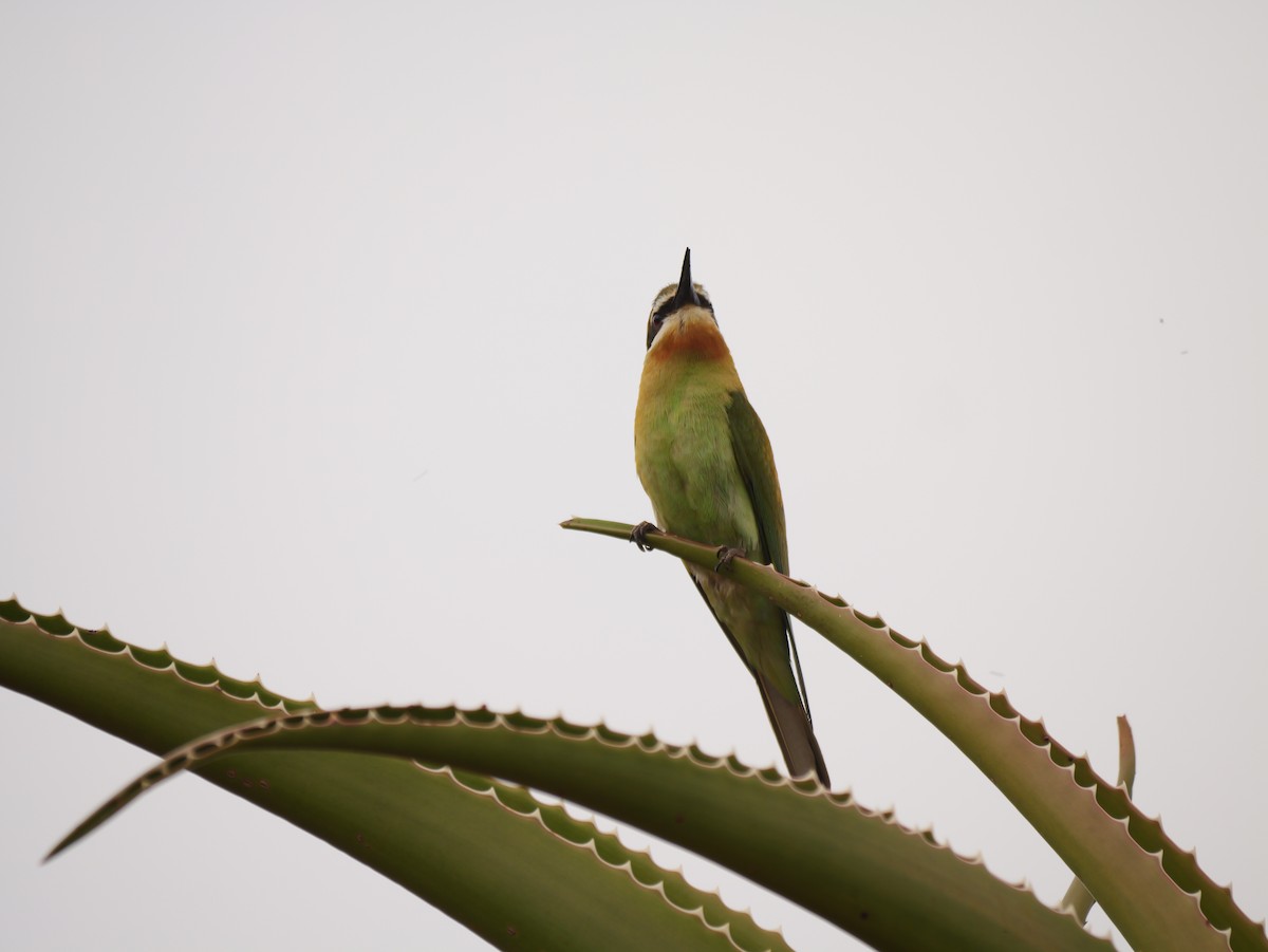 olivenbieter - ML646740098