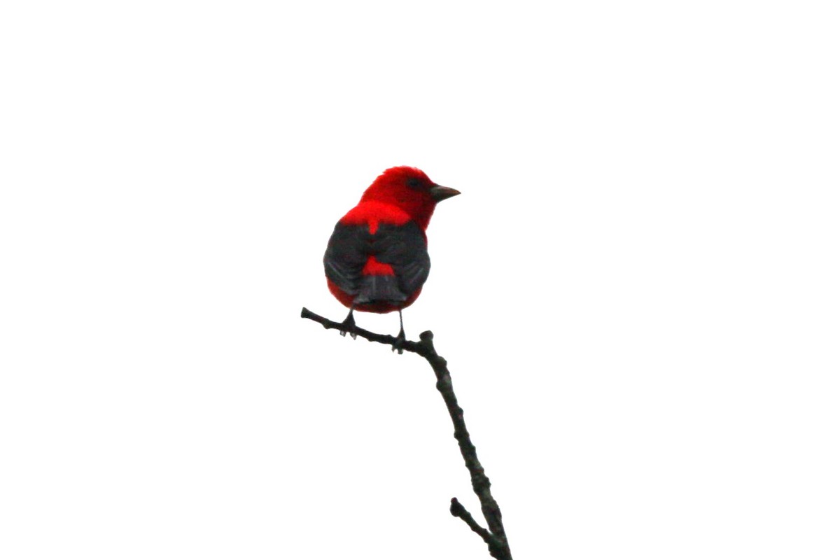 Scarlet Tanager - ML646740100