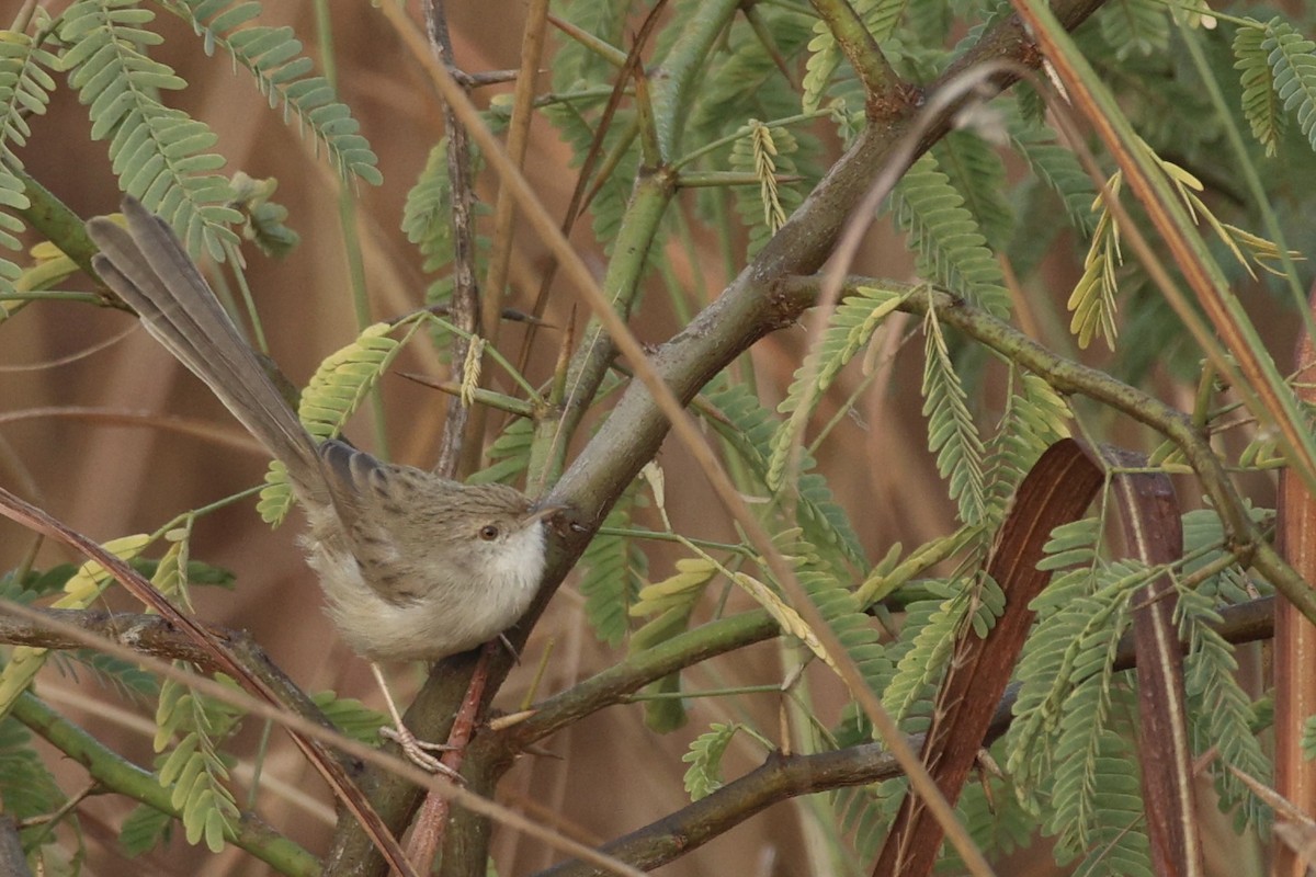 Prinia fina - ML646740101