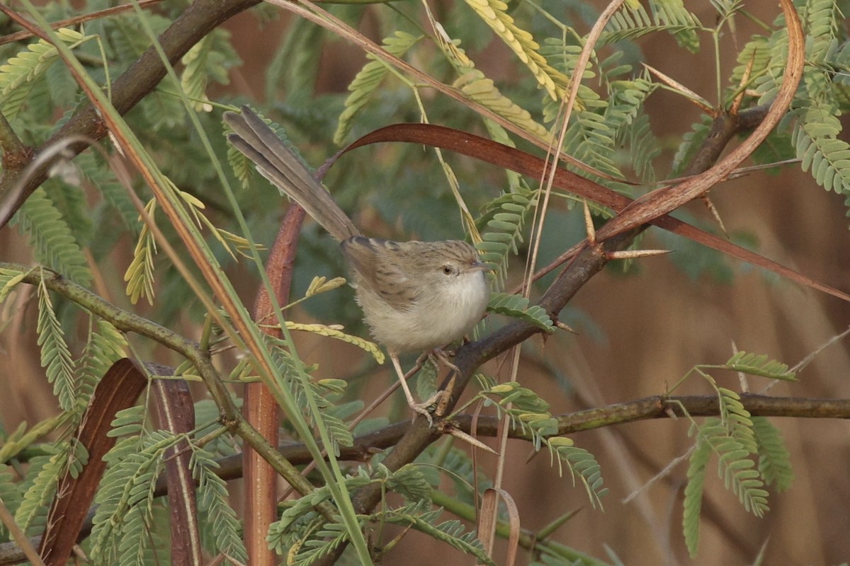 Prinia fina - ML646740102
