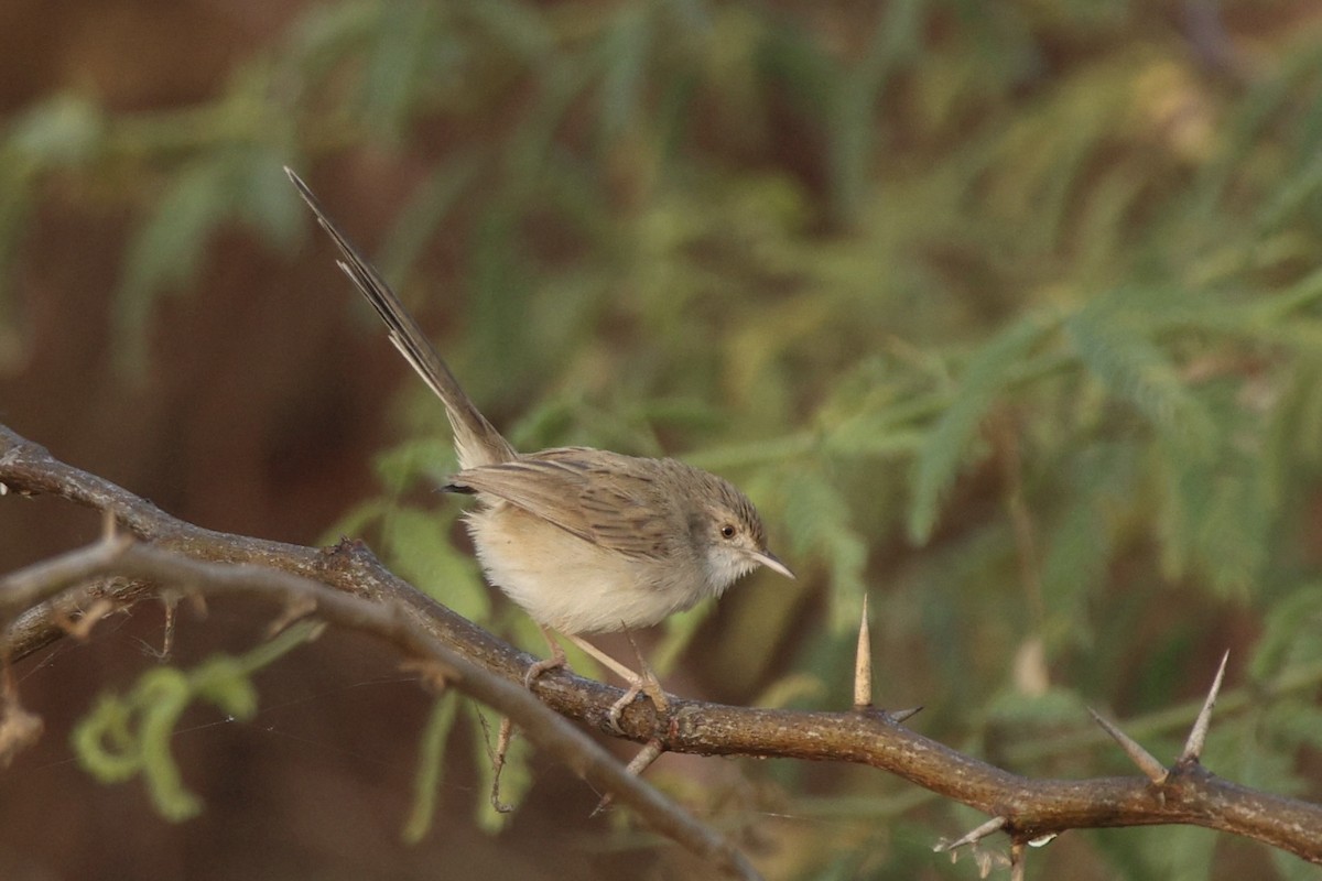 Prinia fina - ML646740103