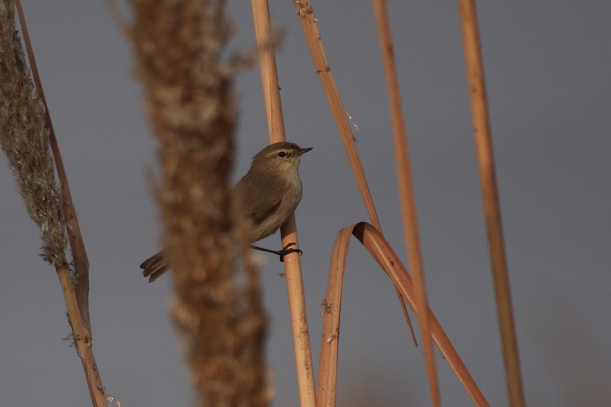 Txio arrunta - ML646740104