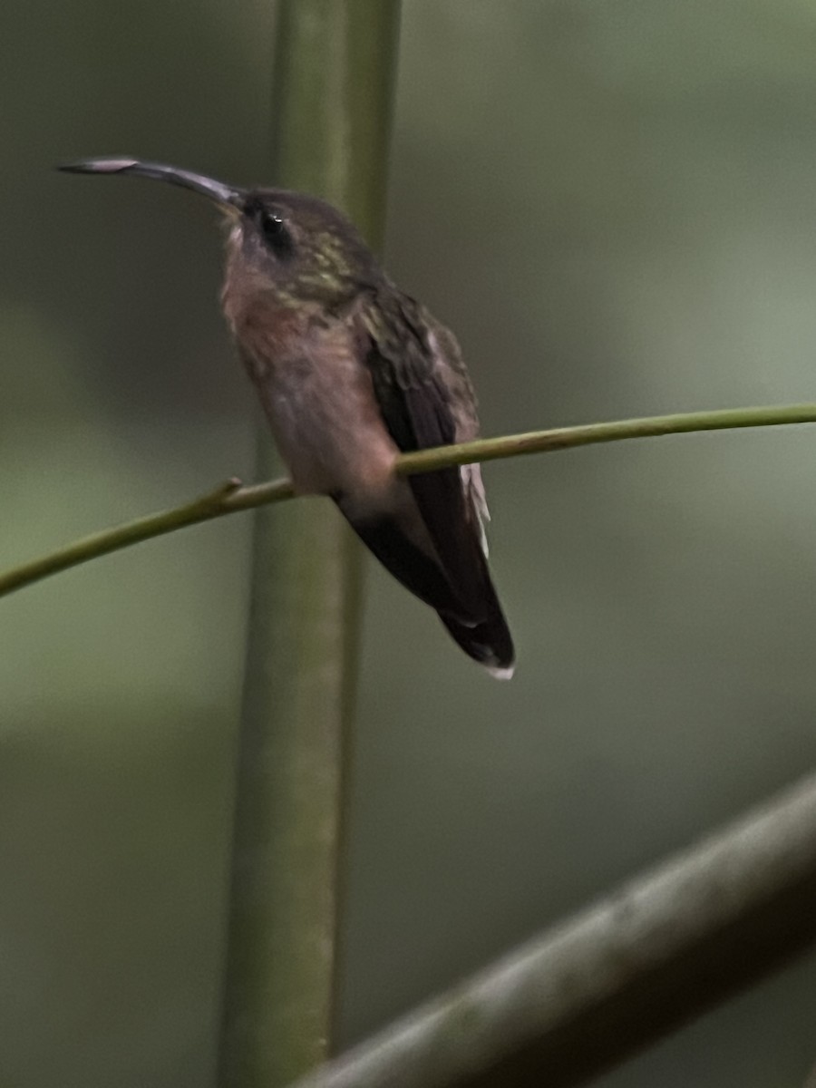 Bronzy Hermit - ML646740105