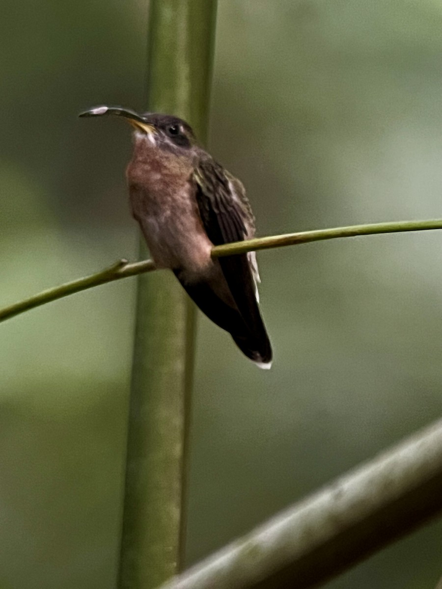 Bronzy Hermit - ML646740106