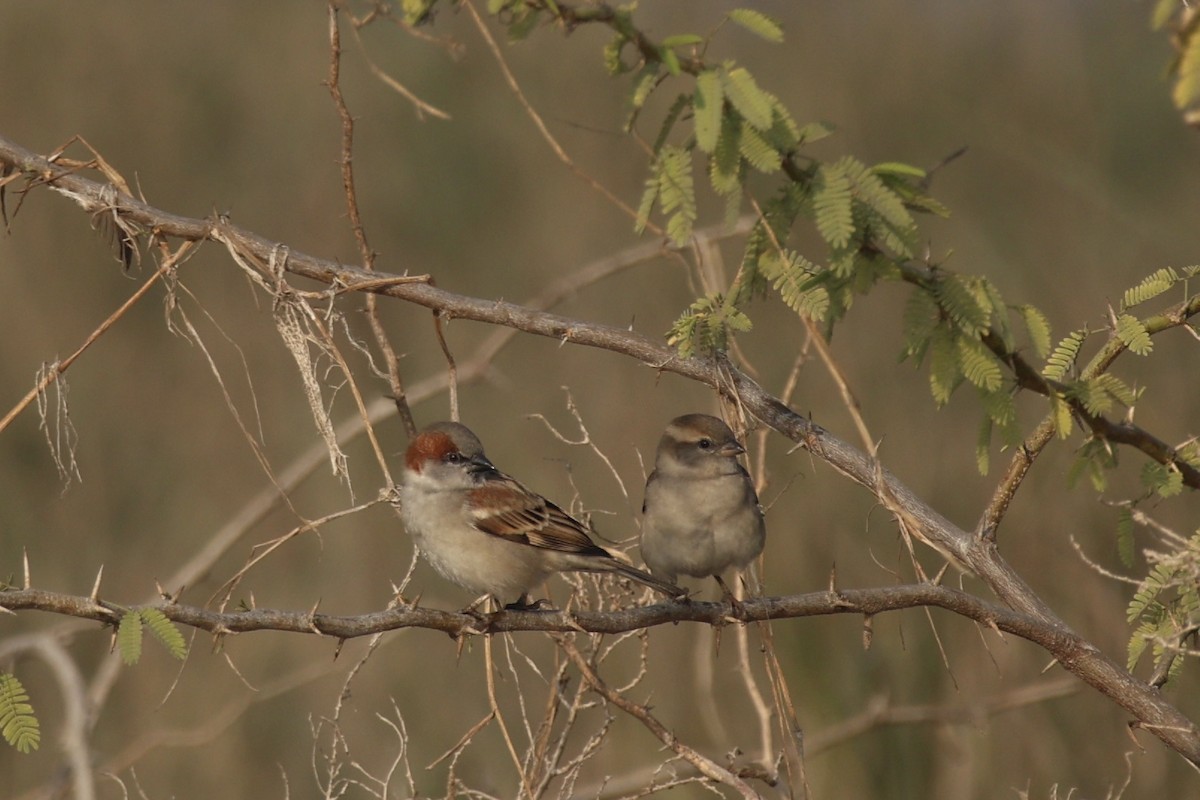 Sind Sparrow - ML646740108