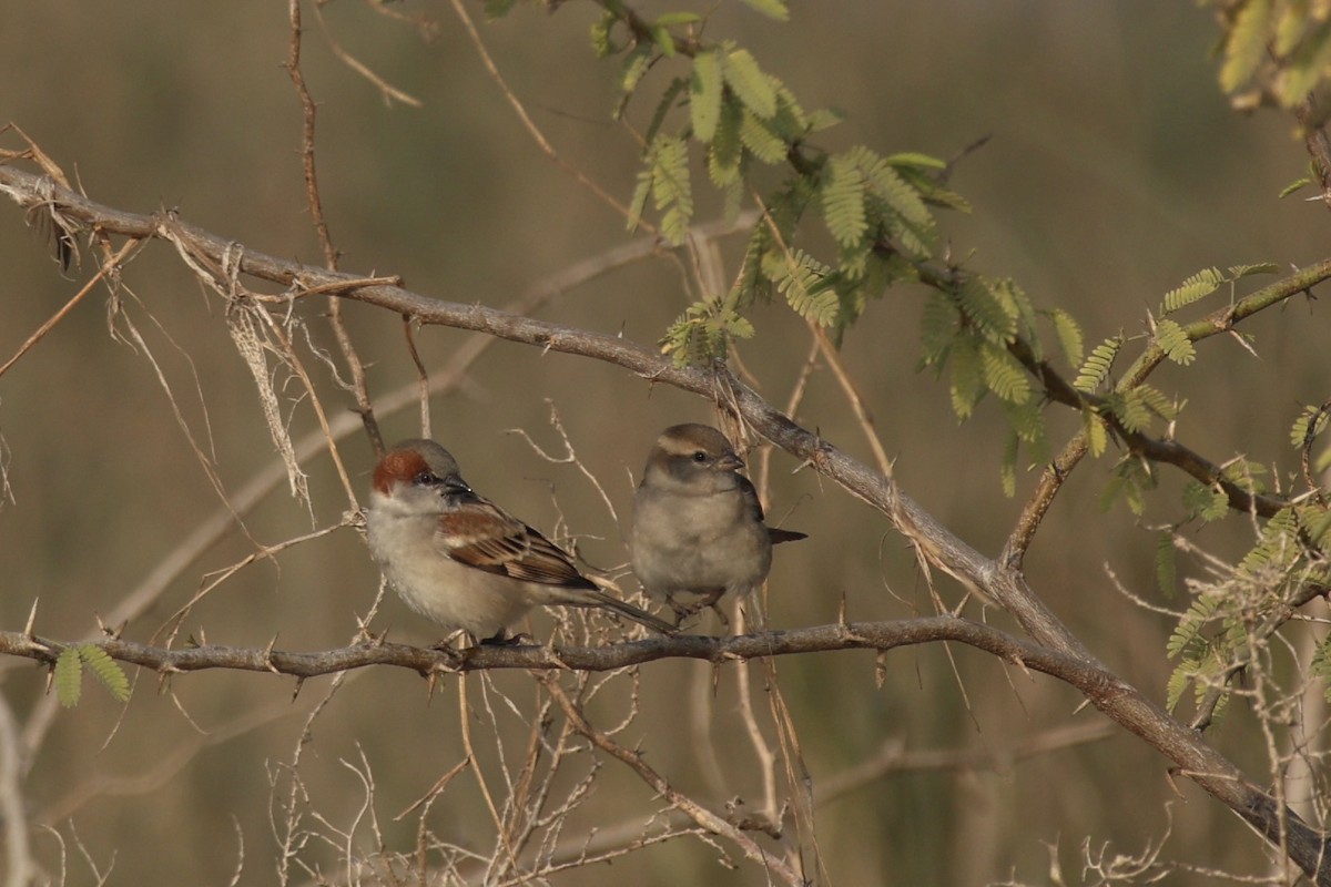 Sind Sparrow - ML646740109