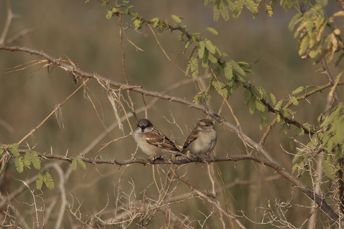 Sind Sparrow - ML646740110