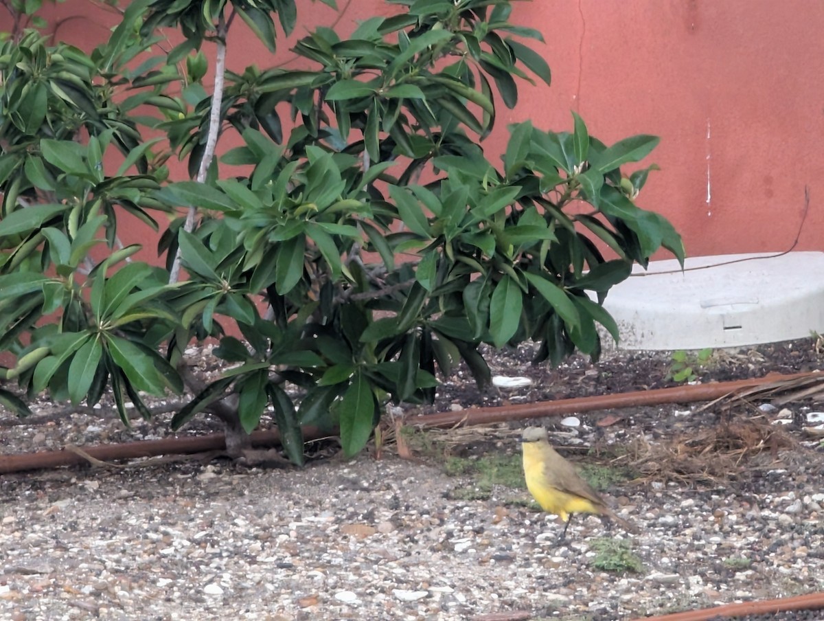 kvegtyrann - ML646740111