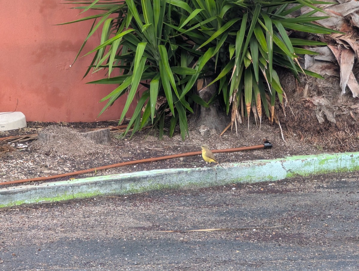 kvegtyrann - ML646740112