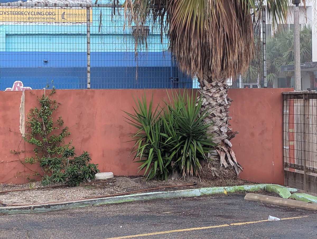 kvegtyrann - ML646740113