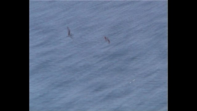 Galapagos Shearwater - ML646740117