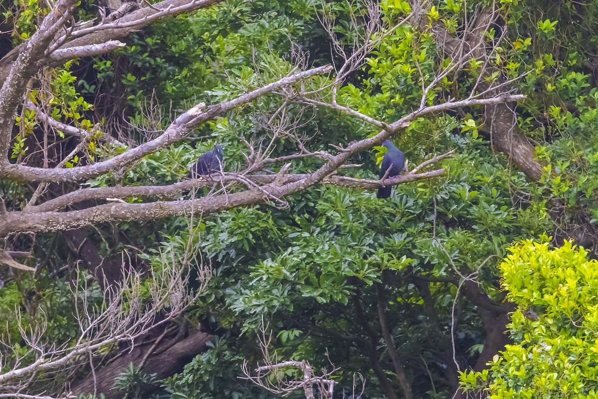 黑林鴿 - ML646740121