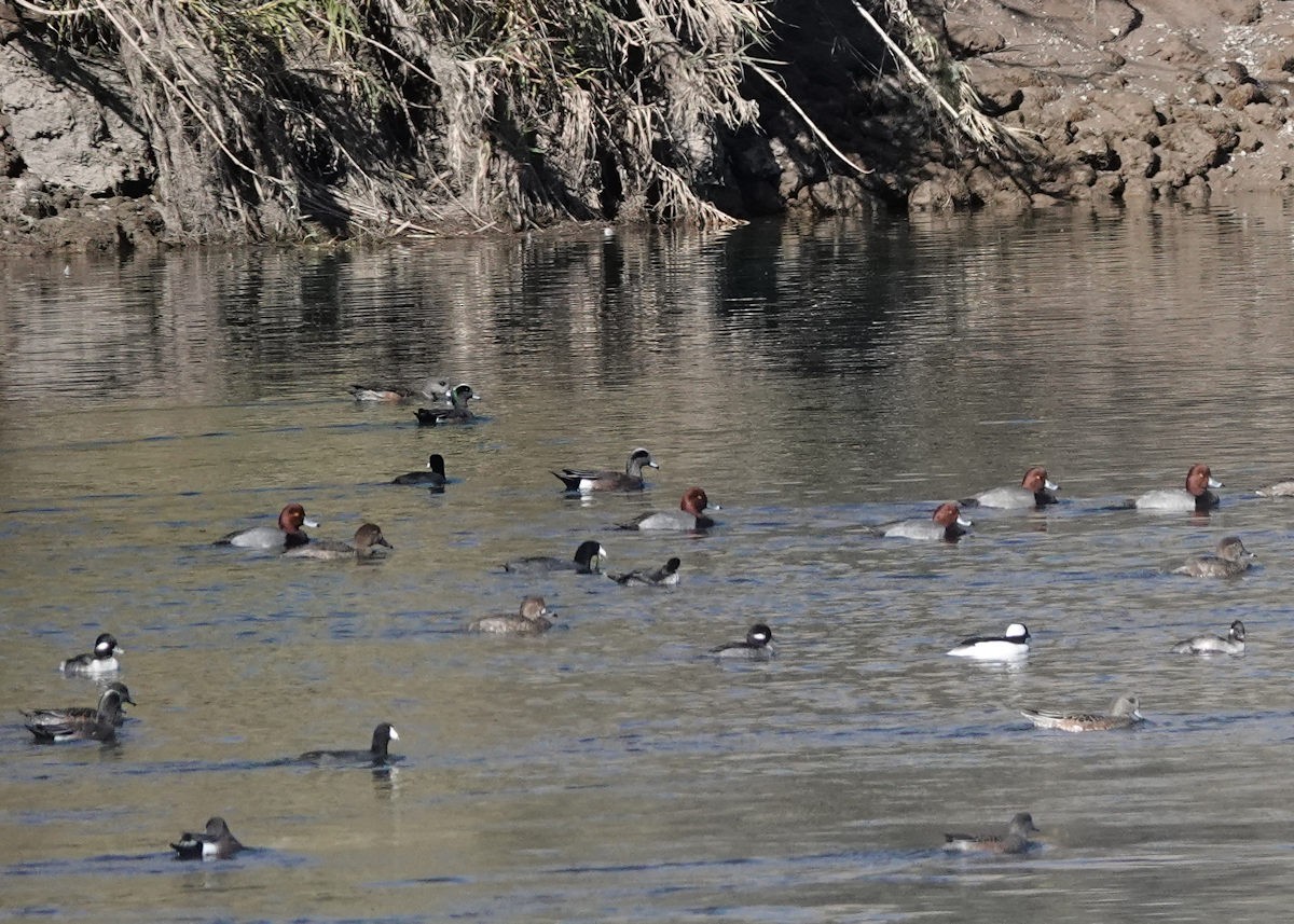Redhead - ML646740122