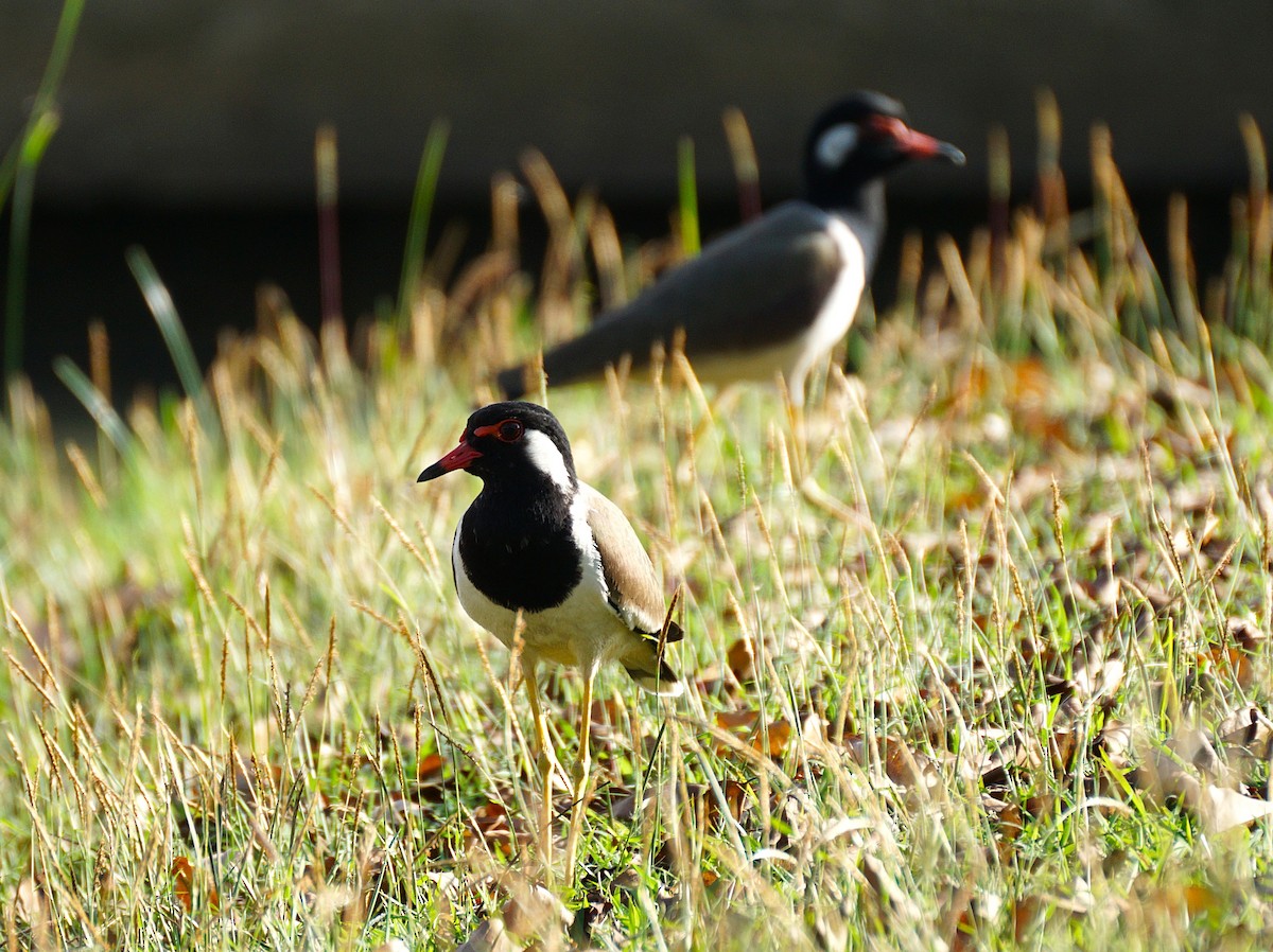 Vanneau indien - ML646740123