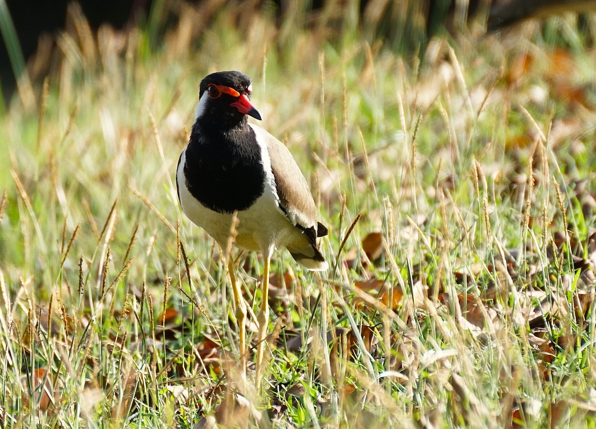 Vanneau indien - ML646740124