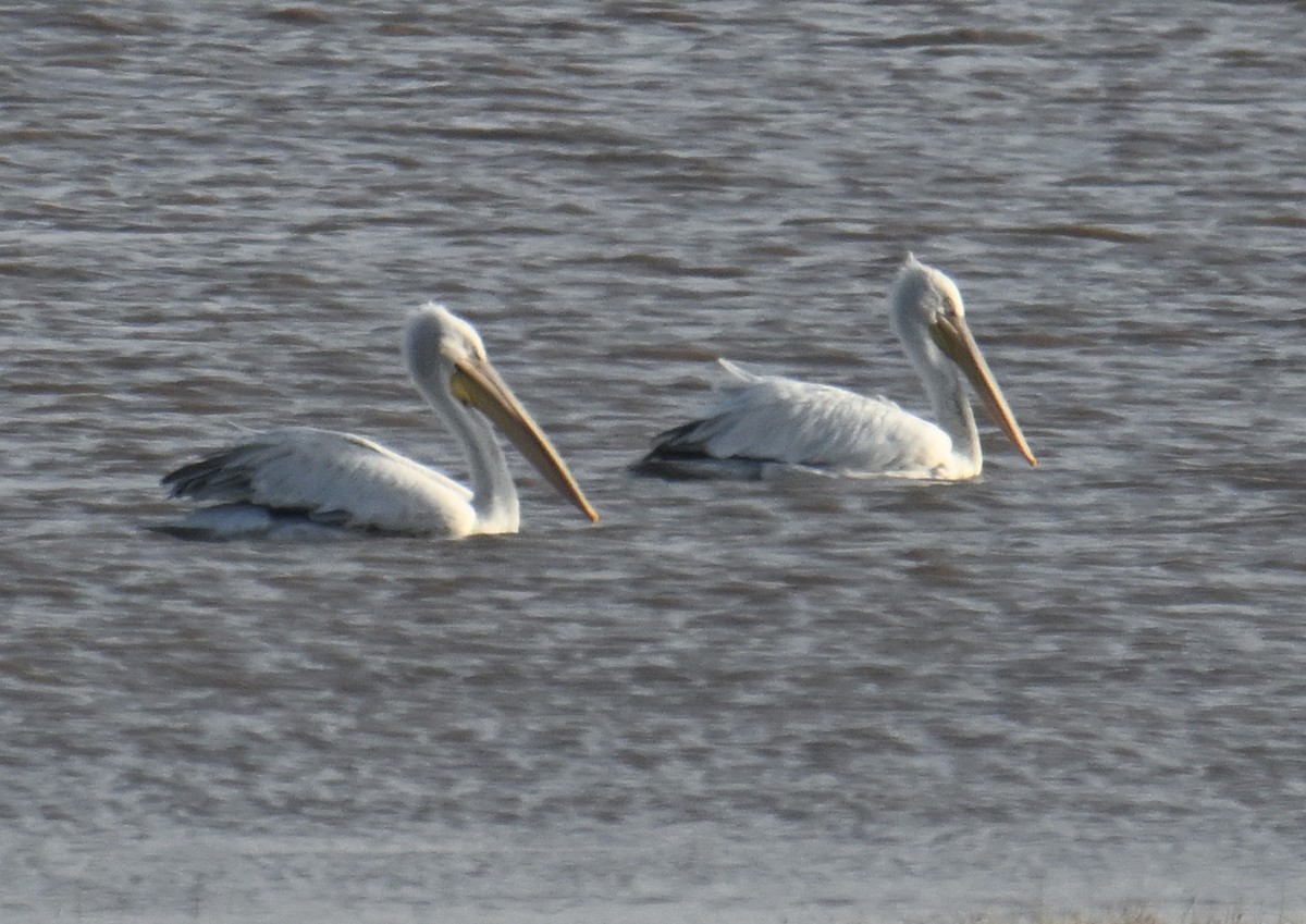 שקנאי מסולסל - ML646740125