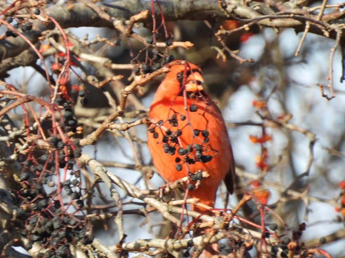 קרדינל צפוני - ML646740126