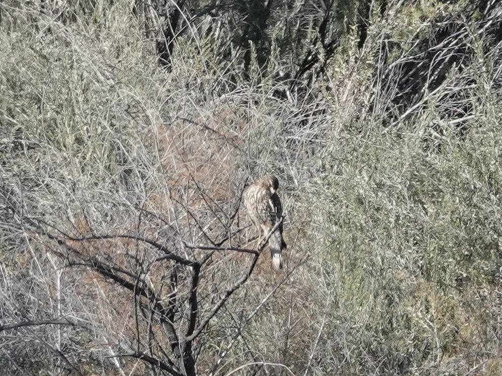 Red-shouldered Hawk - ML646740127