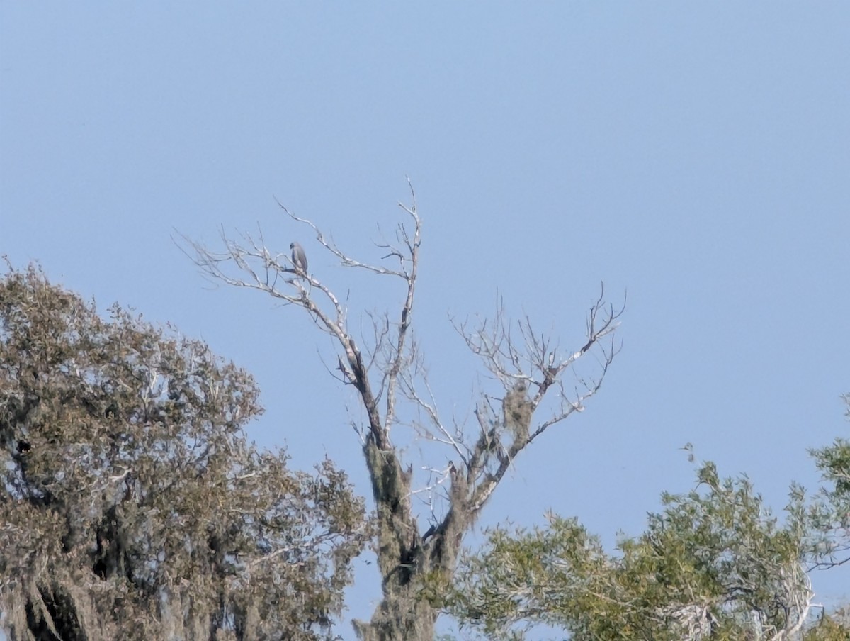 nordgråvåk - ML646740128