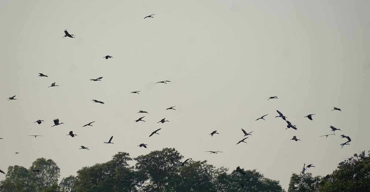 Bec-ouvert indien - ML646740131