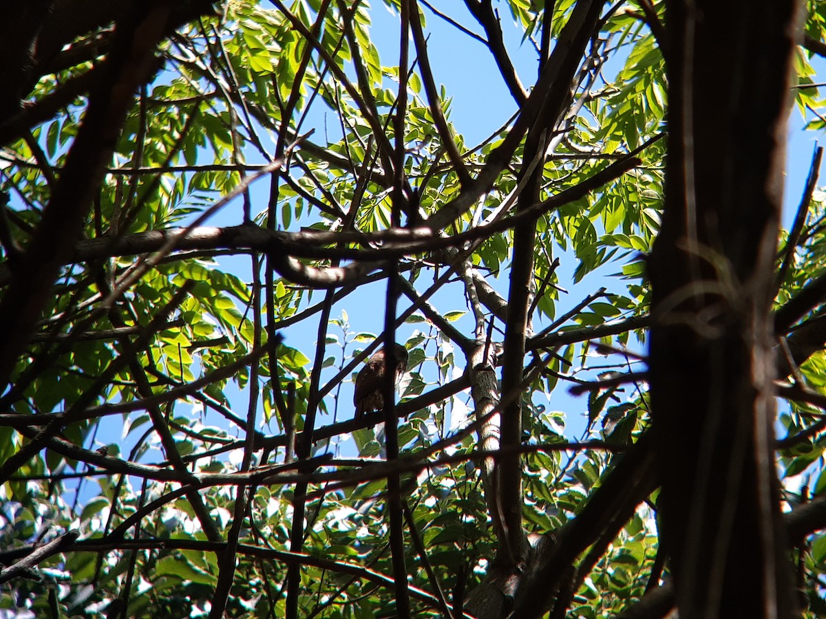 Ferruginous Pygmy-Owl - ML646740132