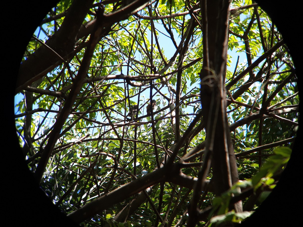 Ferruginous Pygmy-Owl - ML646740133