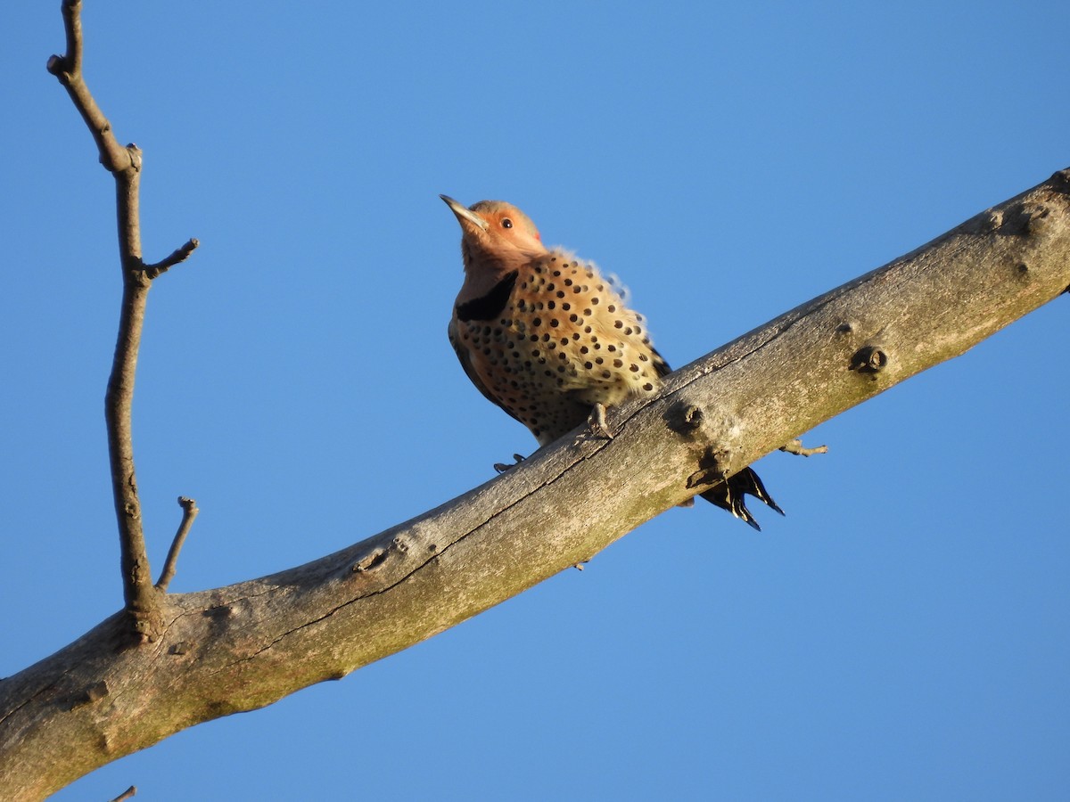 נקר צפון-אמריקני - ML646740136